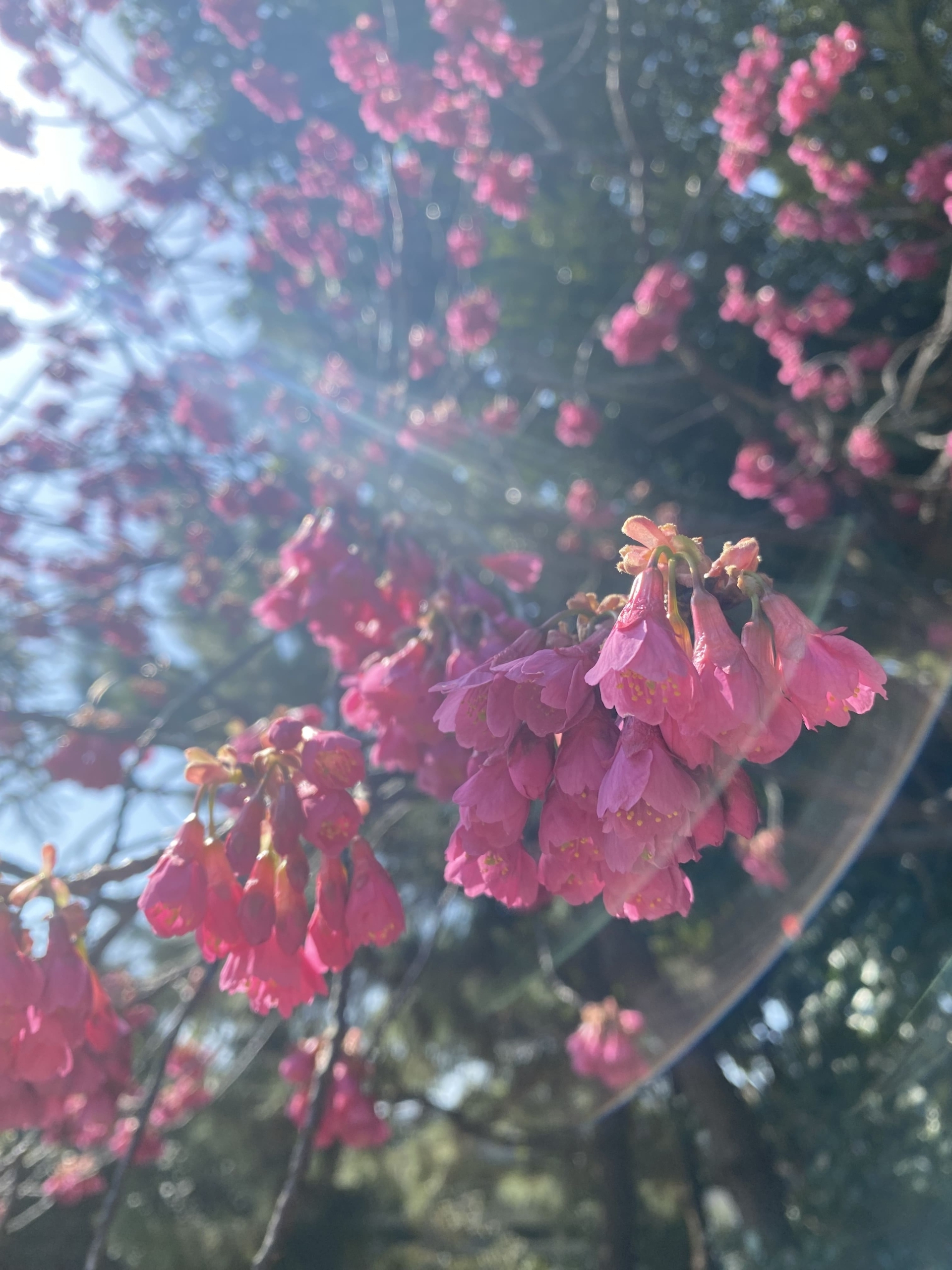 カンヒザクラ（寒緋桜）
